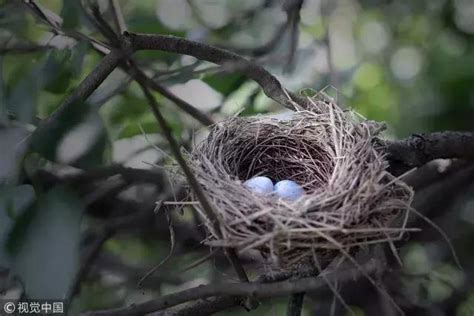 鳥 築 巢 吉兆|【家中有鳥築巢】鳥築巢兆頭！家中有鳥築巢的風水好運